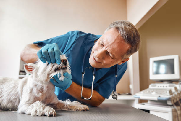 Best 24-Hour Emergency Dentist in Huntsville, TX